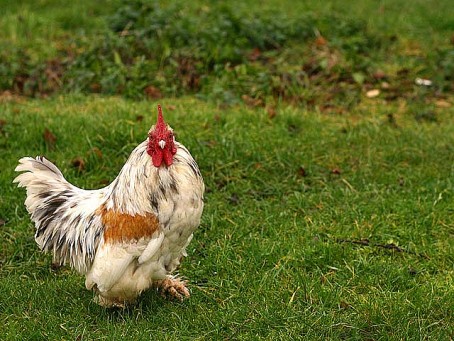 Could chickens be forced to eat arsenic? 